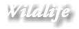 Wildlife