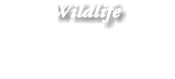 Wildlife 