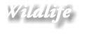 Wildlife